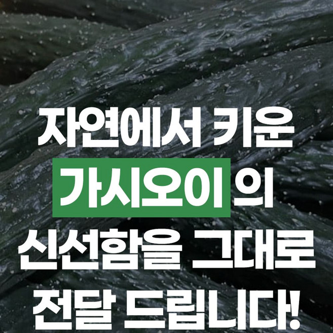 가시오이 5kg, 1개, 단일