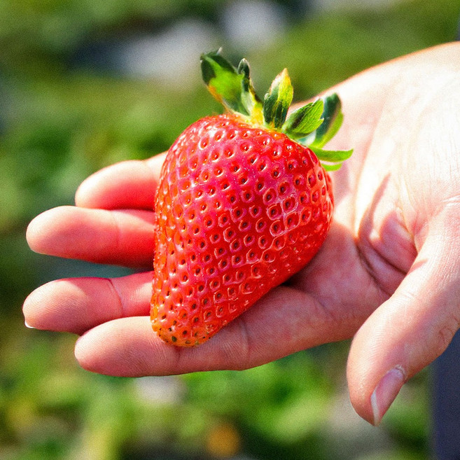 15Brix 고당도 킹스베리 왕 딸기 GAP인증, 1개, 왕특 2팩 (16-18구) 800g 내외