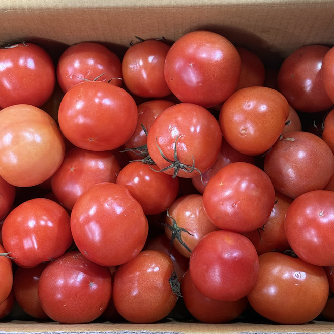 [못난이]농진사 완숙 찰 토마토 주스갈이용 소스용 랜덤과, 1박스, 5kg