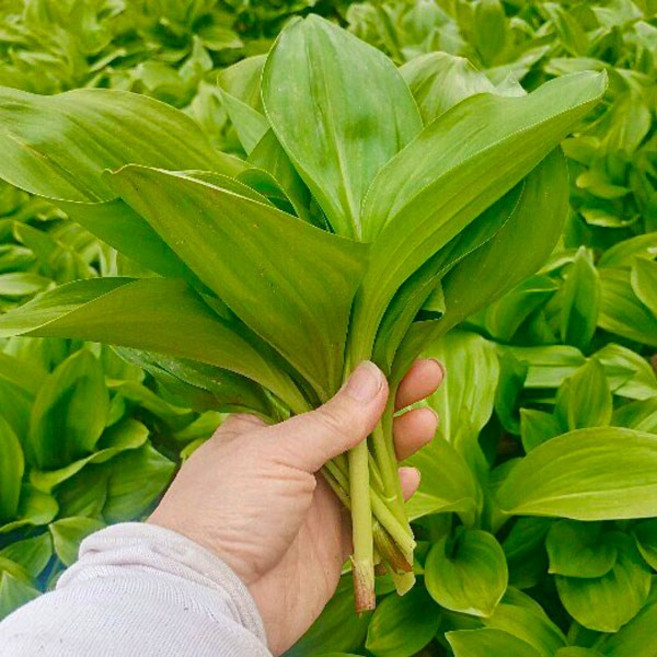 [유쾌상회] 청정 강원 생 명이나물 1kg 산마늘 생채 쌈 장아찌 절임, 1개