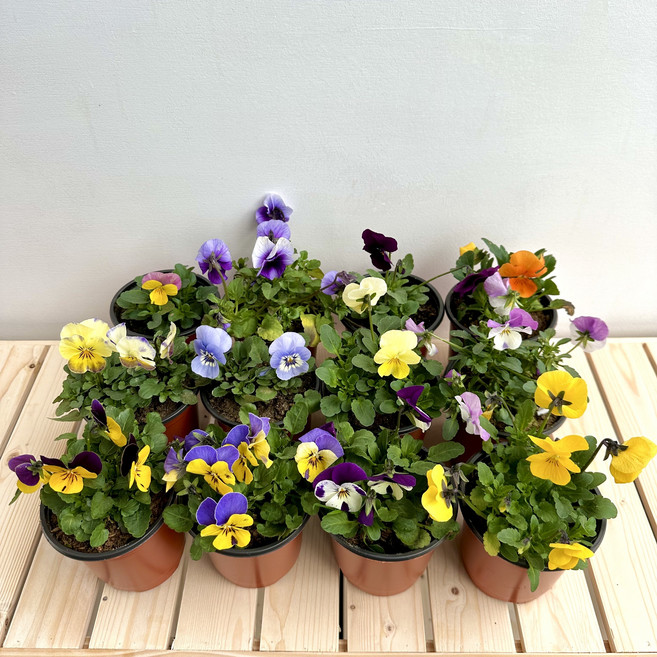 비올라 꽃모종 10종랜덤세트, 1개