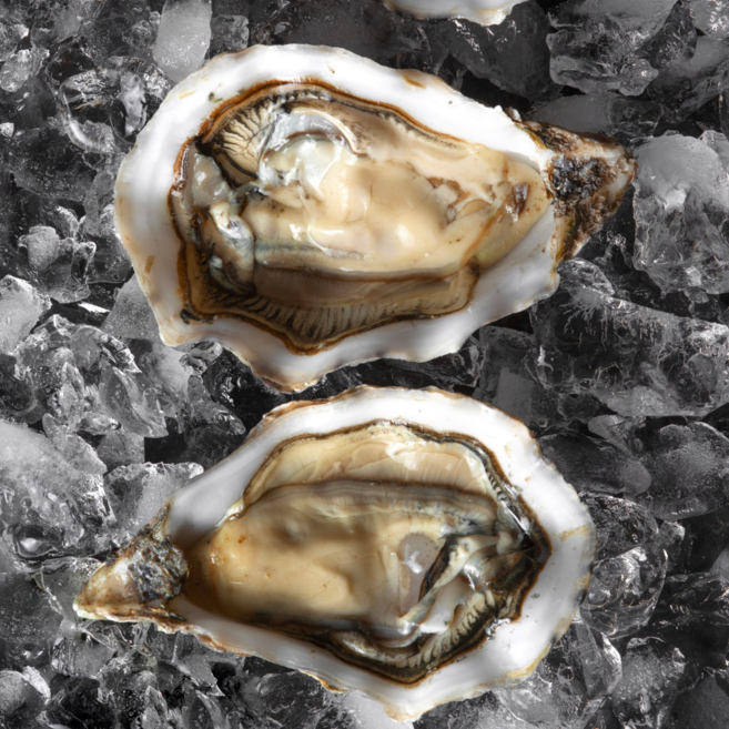 자연산 통영 국내산 굴 삼배체굴 당일채취 당일배송, 1박스, 삼배체, 3kg