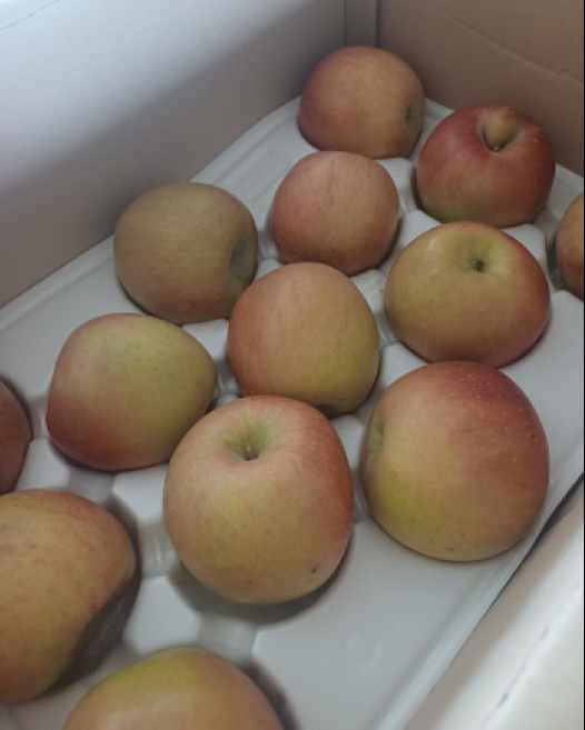 산지직송 아삭달콤 신선한 가정용 아리수사과, 1개, 가정용 4kg(21-25kg)