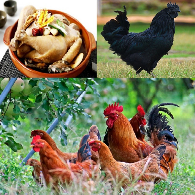 토종닭 2.5kg 내외 생닭 [티백] 시골토종 백숙용 장닭 [오후5시이전 주문 당일출고], 1개, 1.9kg