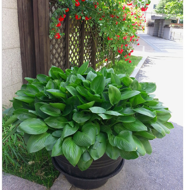 [이삽저삽]옥잠화모종(6치포트/2개) 콘포트 큰모종 다년생 백합과 옥비녀꽃 백학석 야생화/ 화단용 조경용 정원용 관상용, 1개