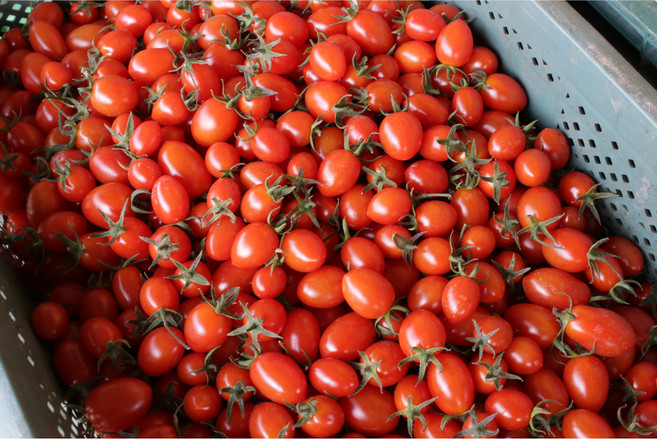 대추방울토마토 2-3번 사이즈, 방울토마토 1팩(750g), 1개