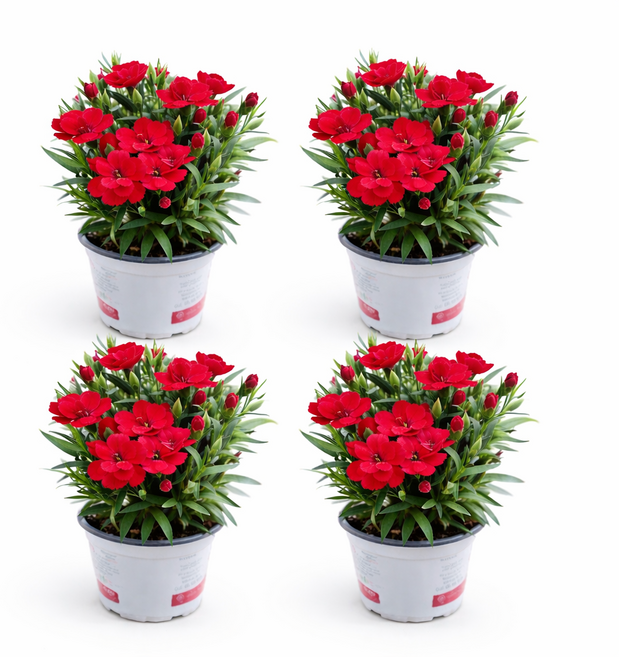 향 카네이션 소형 야생화 화분 미니 선물 봄꽃 베란다 키우기 스승의날 대성식물, 4개, 레드