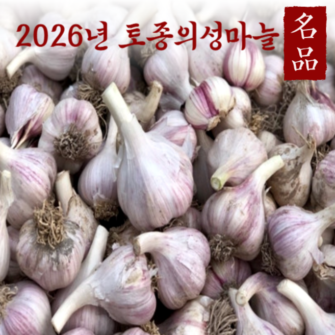 2026년 햇마늘 의성마늘 6쪽마늘 한지형 한접, 1개, 반접 특대
