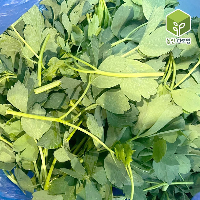 국내산 봄나물 햇 방풍나물 4kg, 1개