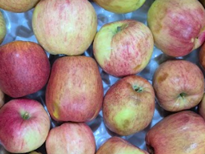 꿀이 듬뿍 밀양 얼음골 꿀맛 부사 못난이 사과10KG, 1박스, 10kg