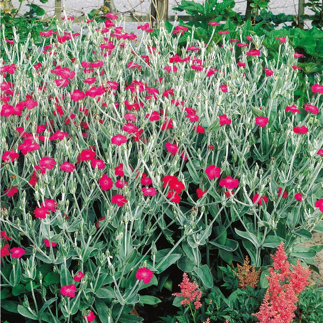 다년초사랑농원 우단동자 (2포트묶음) [노지월동 다년초 다년생 야생화 꽃모종 봄꽃], 2개