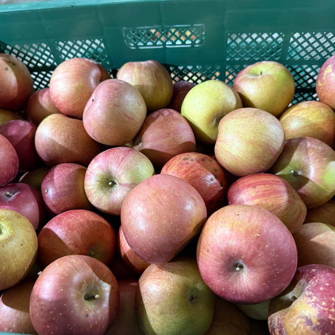 [하루딱50박스] 오픈특가 고당도 아삭농원 못난이사과, 1박스, 10kg