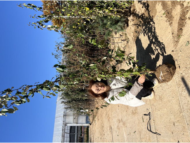 광일농원 보리수 4년 결실주 분뜨기, 1개