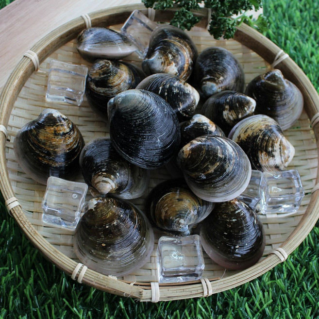 자연산 흑모시 모시조개 3kg 산소포장 제철 가무락, 2개