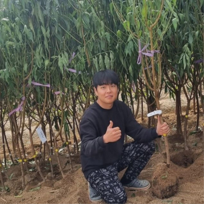 복숭아나무묘목 천중도 백도 복숭아나무 4년생 딱딱이 백도 황도 신비 3년 복숭아, 딱딱이꿀백도 3년