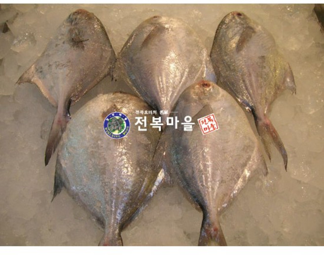 생물병어 횟감병어 병어회 신안병어 목포병어 병어새꼬시, 1개, 병어(대) 찜 구이용, 병어(대)1마리(350-400g내외)