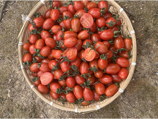 [폭탄할인-선착순100명 한정특가!] 농장직송 고당도 대추방울토마토 흑대추방울토마토 유럽종 완숙토마토 못난이 스테비아토마토, 1개, 유럽종완숙토마토(가정용)5kg