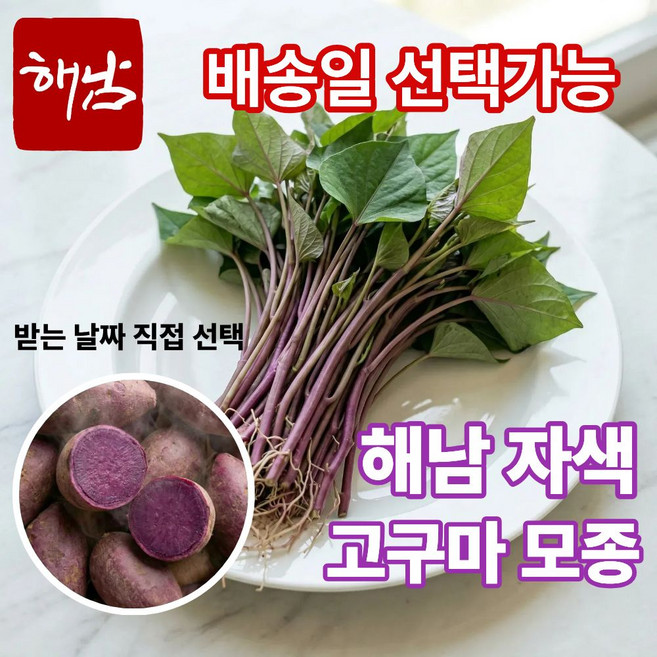 더맛곳간 국내산 해남 자색고구마 모종 고구마순 종근 종순 종자 자색고구마, 1개, 3kg