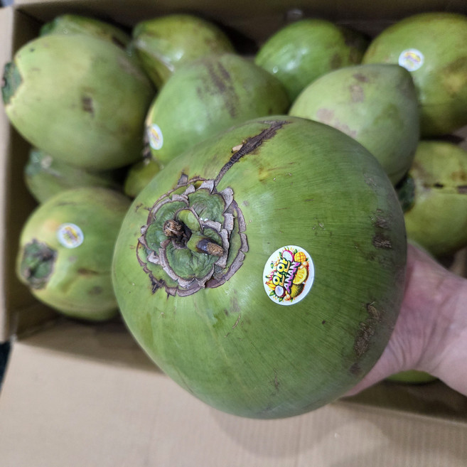 생 코코넛, 12개, 1.3kg 내외