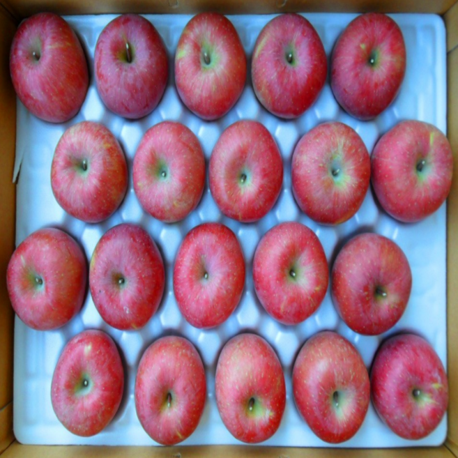 (오늘수확) 고당도 과즙팡팡 부사 사과 선물용, 1개, 대과 5kg (선물포장)