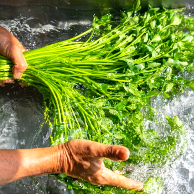 청도 특품 미나리 고품질 직송, 1개, 1kg