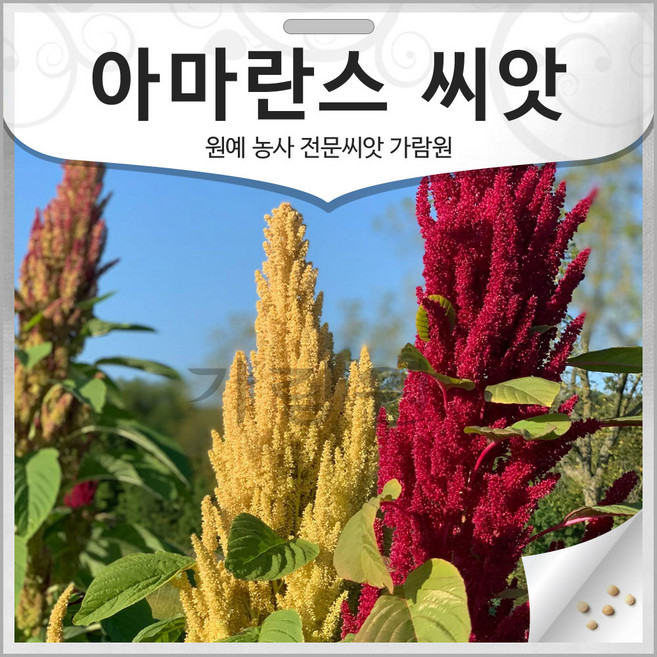 아마란스 씨앗 아마란스씨 종자 슈퍼푸드 3000알