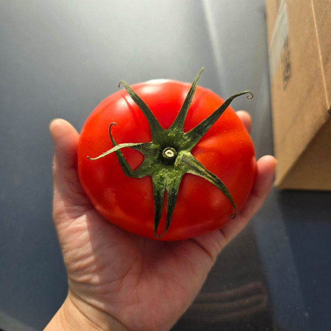 국내산 토마토 혼합과 10kg 가정용 주스용 찰토마토 국산 완숙토마토 못난이 쥬스용 생토마토 사이즈 랜, 1개