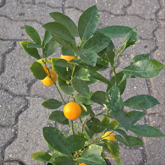 유주나무 사계귤나무 결실주 묘목 키우기 쉬운 반려식물에이피플랜츠, 1개, 기본