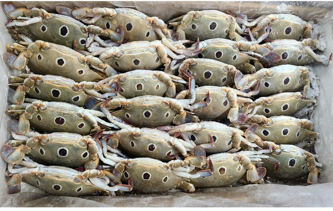 [미쓰리푸드마켓]냉동 삼점게 80/100 숫게 3kg 6kg 급냉처리로 신선함 그대로 가성비, 6kg(64~68미내외), 1개