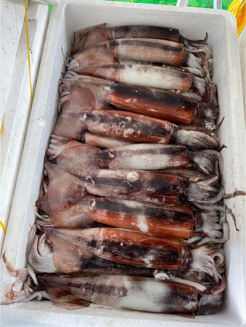 8위 - 2026 생물 오징어 국내산 태안 신진도 산지직송 한 박스, 1박스, 4.5kg 내외, *생물* 당일조업 통