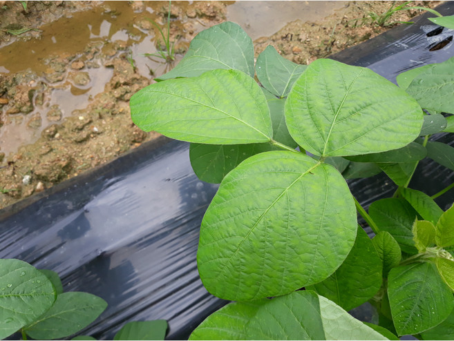 생콩잎500g 1kg직접 농사지은 익산 가정농장 여름 별미 물김치 쌈채소 쌈밥 콩잎쌈 장아찌 멸치젓 강된장쌈, 1개, 500g