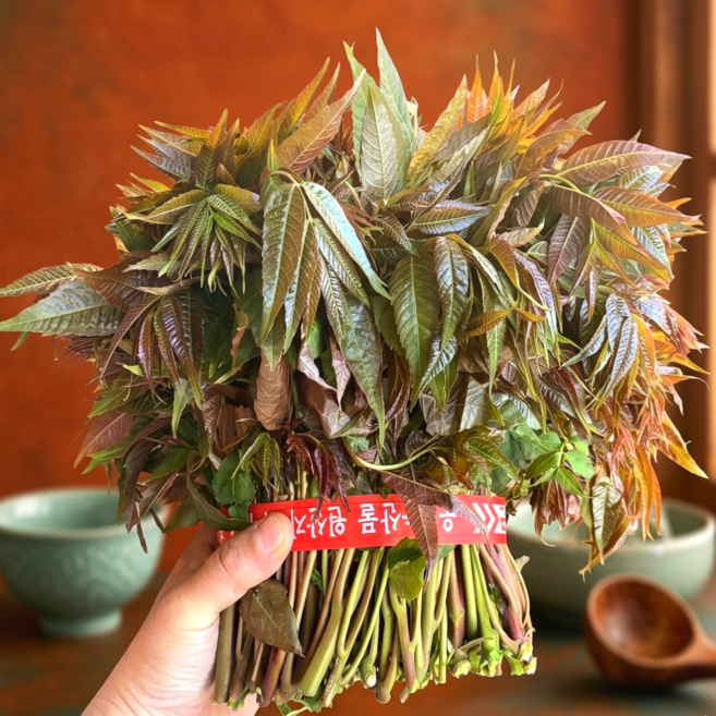 [하루30박스한정판매] 산지직송 고소향긋 봄향끝판왕 가죽나물, 1박스, 500g