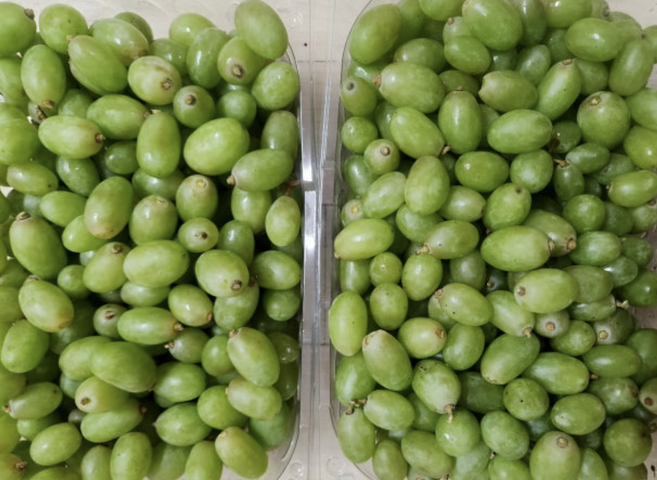 알알이 못난이 청포도 알알이 까멜리아 청포도 씨가 있는 청포도 까멜리아, 1개, 2kg