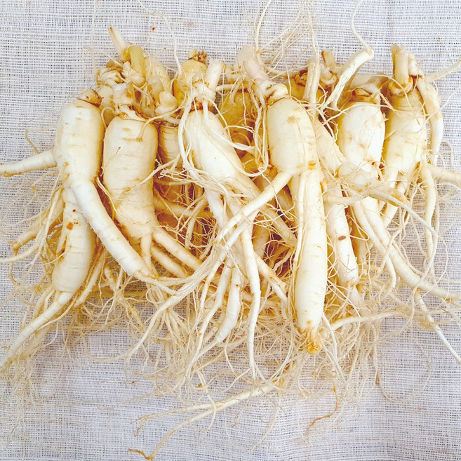 햇수삼!! 삼키우는마을 고려수삼 세척 무세척 수삼 가정용 인삼 금산 홍삼제조용 못난이 파삼 난발삼 삼계탕용, 1개, 700g