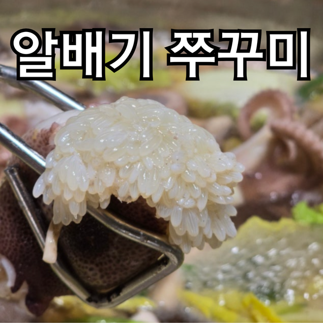 국산 알배기 활 쭈꾸미 당일경매 알수율보장 알쭈꾸미, 1개, 500g
