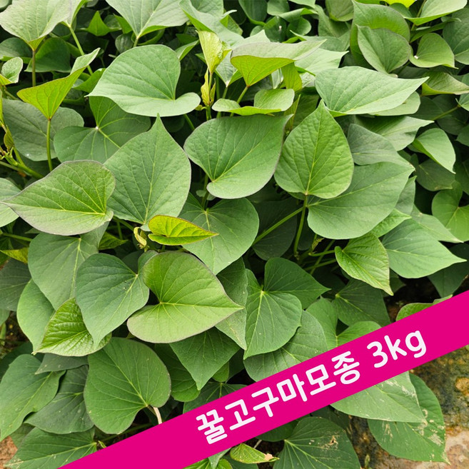 [해남농장]고구마모종 꿀/호박/밤/자색고구마 4종 농가직접 요청일 발송, 1박스, 꿀고구마 모종3kg