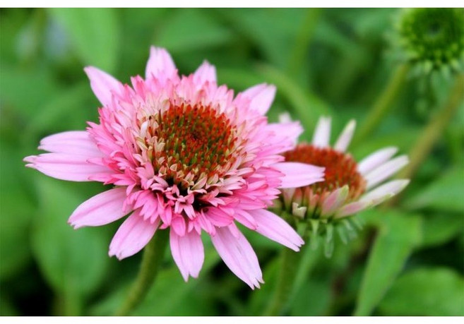 피어나라야생화 겹에키네시아 뿌리 (버터플라이 키스)