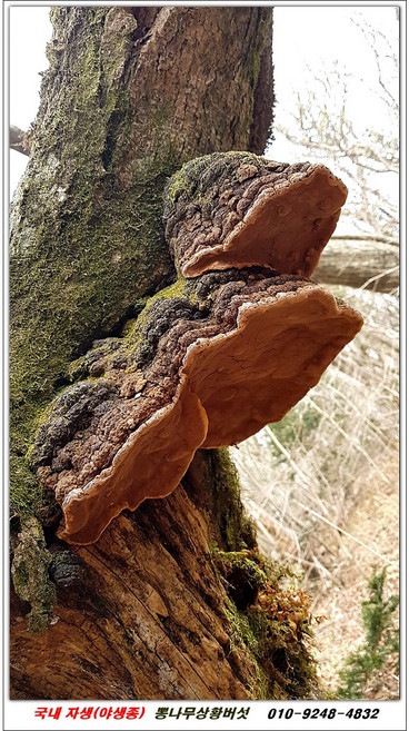 자연산 뽕나무상황버섯(야생), 1개, 1.1KG