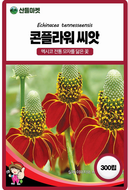 콘플라워 300립 / 씨앗 종자 꽃씨 화단 꽃밭 정원, 2개