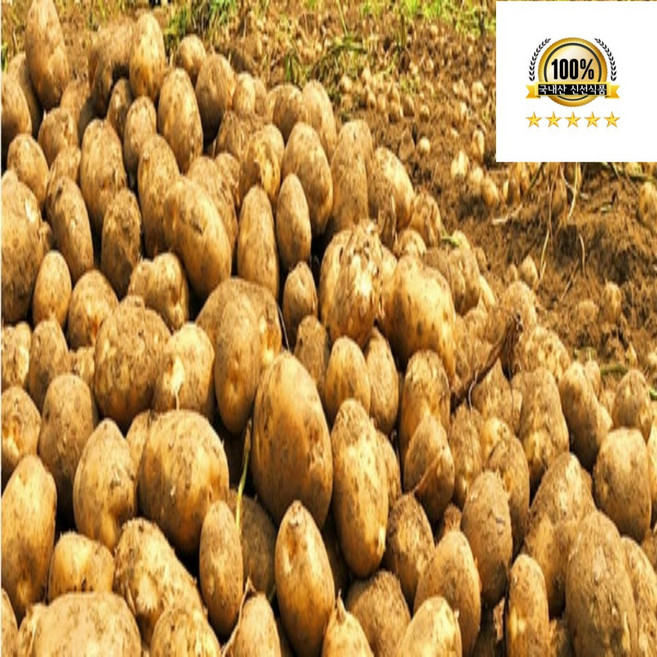 국내산 계진감자 두백감자 조림용 못난이 왕왕 특대 햇 감자, 1개, 못난이 감자 상 5kg