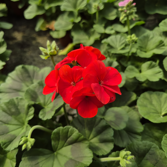 꽃팡팡 레드제라늄 소품 화분 농장직송 풍성한볼륨 사계절꽃 생화 (화분받침대+영양제 증정), 단일, 2개