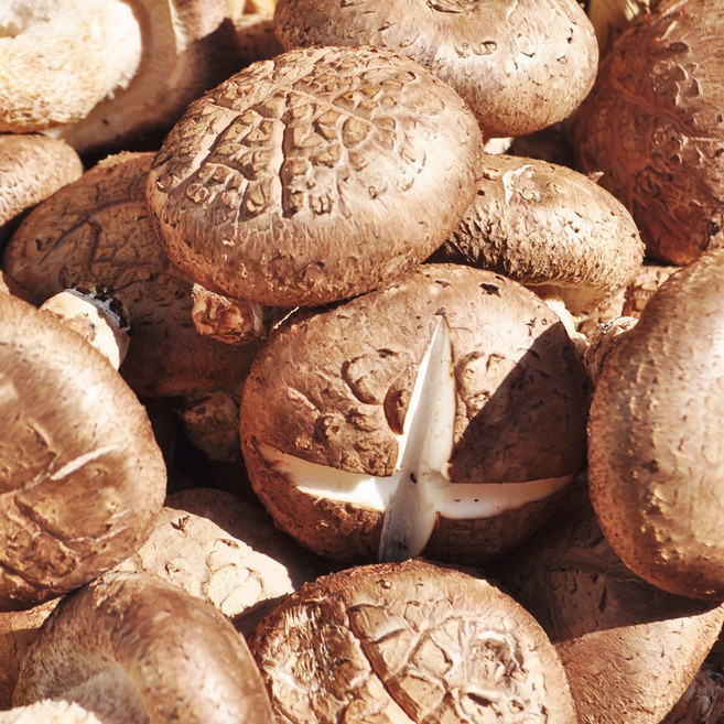 무농약 참나무배지에서 자란 장흥 생표고버섯 1kg 가정용특품, 1개