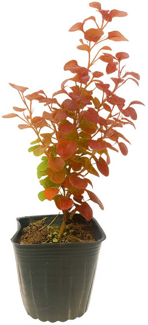 [가든조아] 매자나무 레드 디제이 10cm포트 묘목, 10개