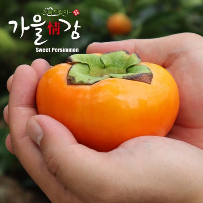 부유단감 제철 산지직송 [원산지:국산(경상남도 창원시)], 1개, 부유단감 / L [대과 15개] 3.4kg