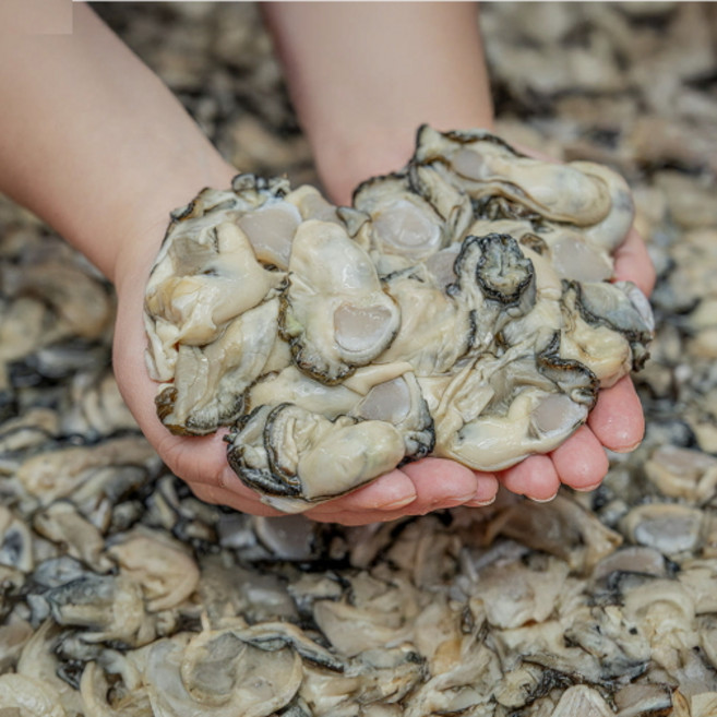산지직송 통영 거제 굴 제철 석화 생굴 하프쉘 바위굴, 1박스, 삼배체굴3kg