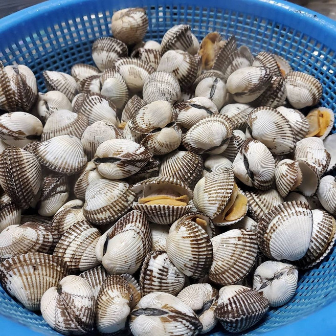 벌교 새꼬막 여자만 득량만 당일조업 참꼬막 1kg 국내산, 1개, 벌교 새꼬막 중상 3kg 270미 내외