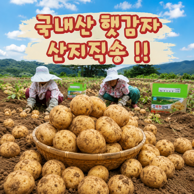 [산지직송] 2026년 국내산 포슬포슬 제철 햇감자 수미감자 (조리용 찜용), 1박스, 감자5kg(중)