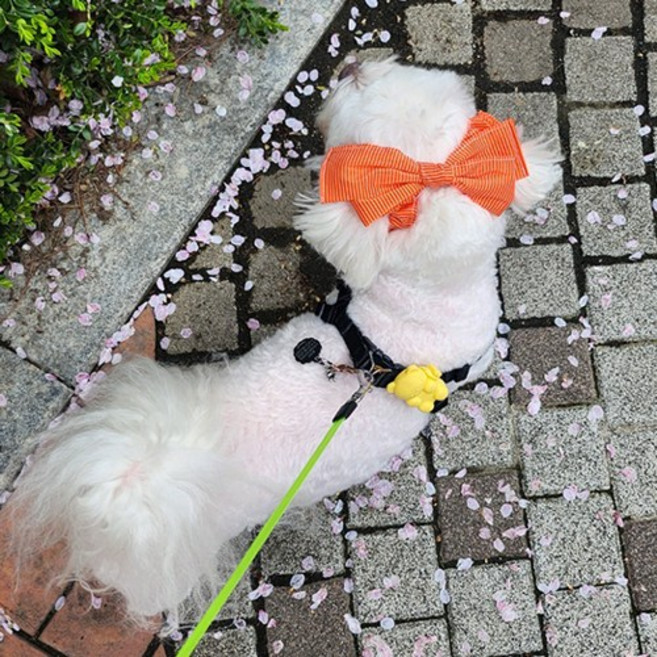 애견 필수템! 강아지 리본 머리띠 파티 2종 이어슈슈(귀 통풍 효과에 패션까지 챙기세요), 오렌지파티, 1개