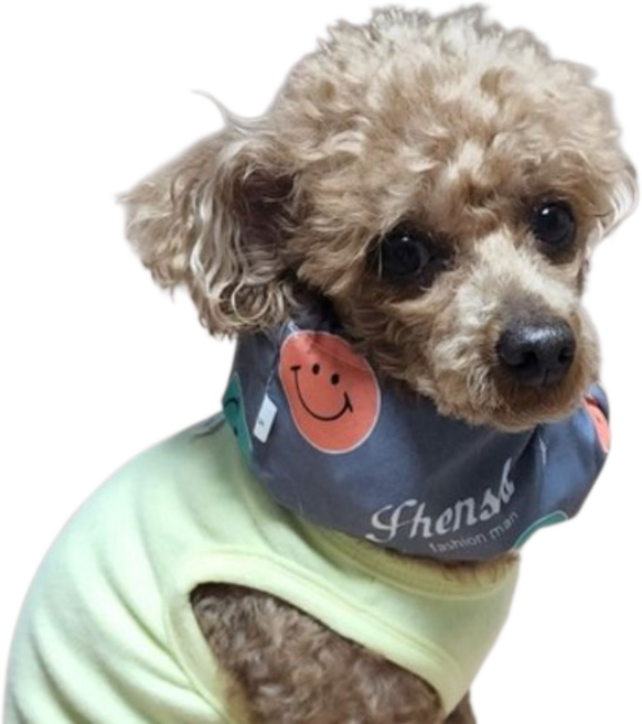 강아지 쿨 스카프 머플러 케이프 목도리 시원한 여름 애견 쿨링 대형견 소형견 중형견 반려견 옷 아이스팩 파우치, L, 그레이, 1개