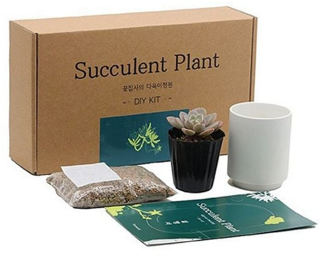 실내 공간 장식 소형 식물 재배 세트 다육 화분 키우기 초보자 가드닝 취미 생활, 옵투샤